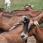 Tatil Evi Les De La Petite Taupe - Akotee *
