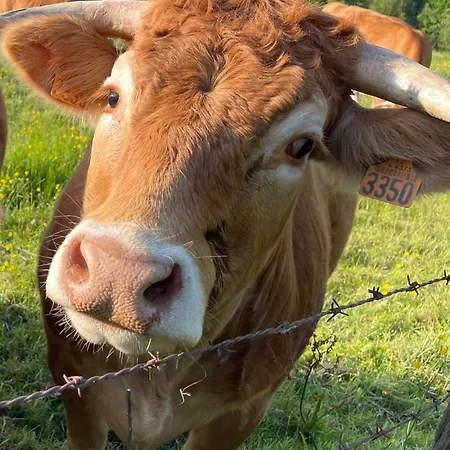 Les De La Petite Taupe - Akotee Casa de Férias *