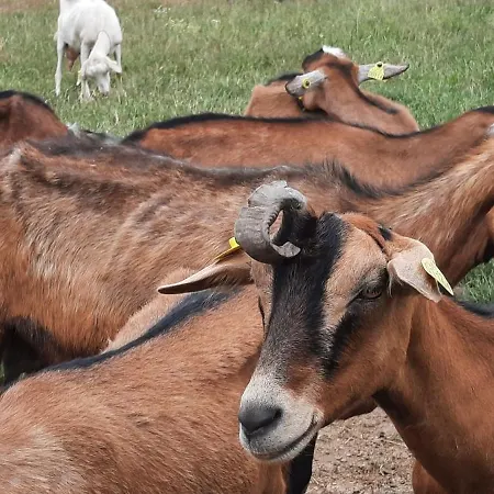 Casa de Férias Les De La Petite Taupe - Akotee *