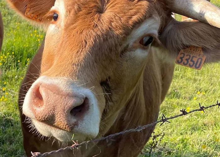Les De La Petite Taupe - Akotee Feriehus *
