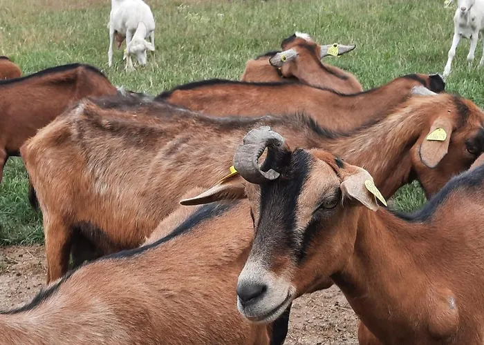 Feriehus Les De La Petite Taupe - Akotee *